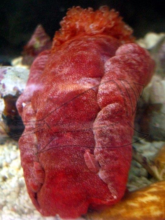 血紅六鰓海蛞蝓(Hexabranchus sanguineus)