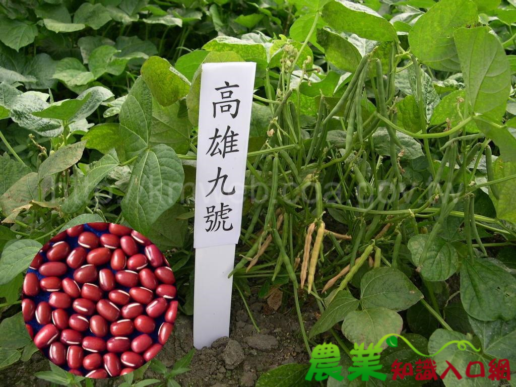 高雄9號紅豆(紅寶)-國產非基改主流品種