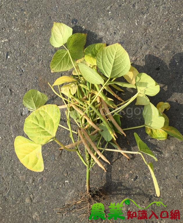 紅豆栽培播種量要剛好，雨期病害防治動作更不能少