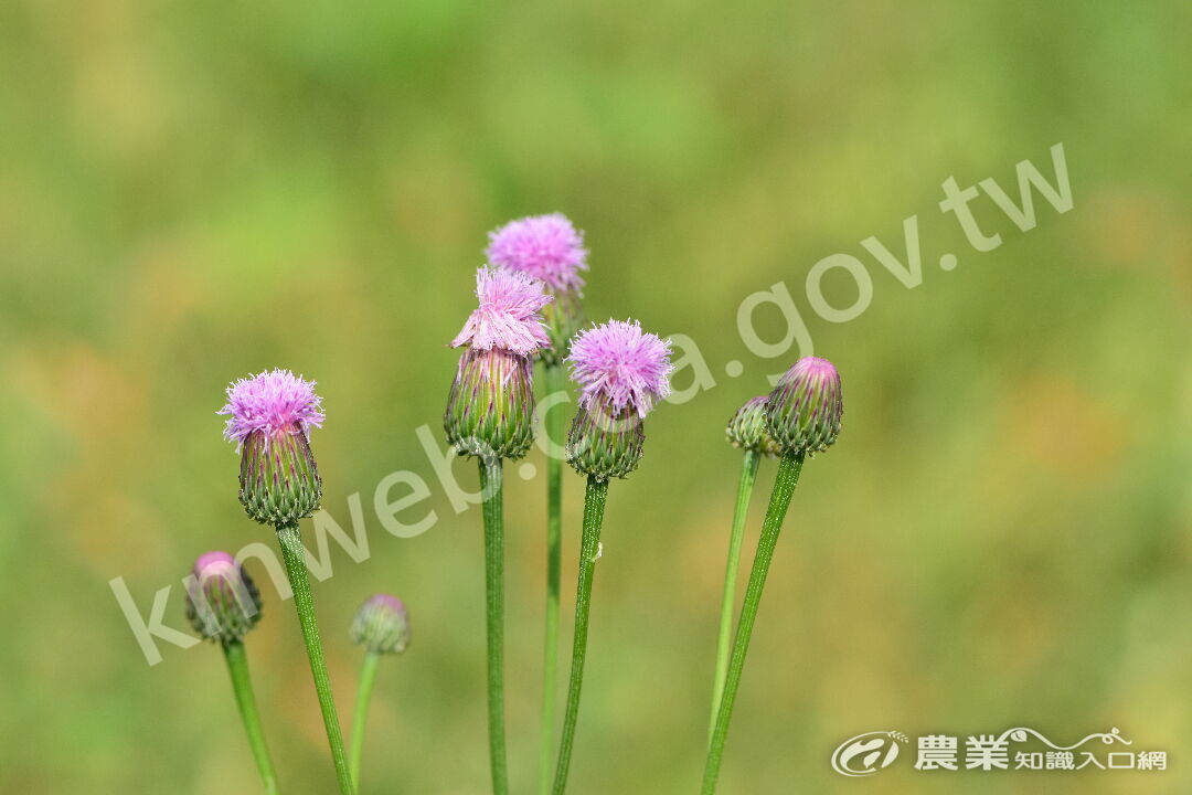 DSC_2401泥胡菜花朵