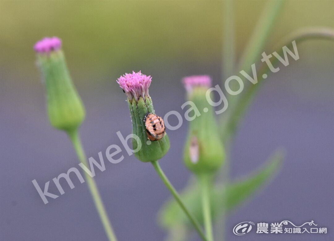 DSC_7528紫背草瓢蟲