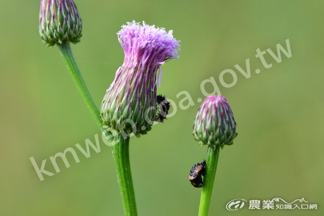 DSC_2355-2泥胡菜花苞上有瓢蟲幼蟲及蛹