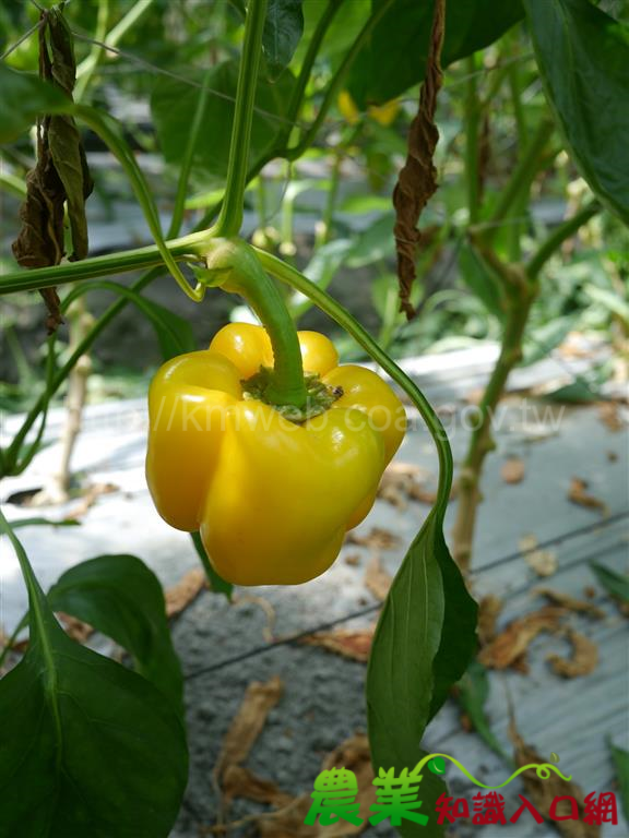 夏季的有機彩椒，讚喔！　－花蓮農改場推廣有機彩色甜椒夏季生產技術