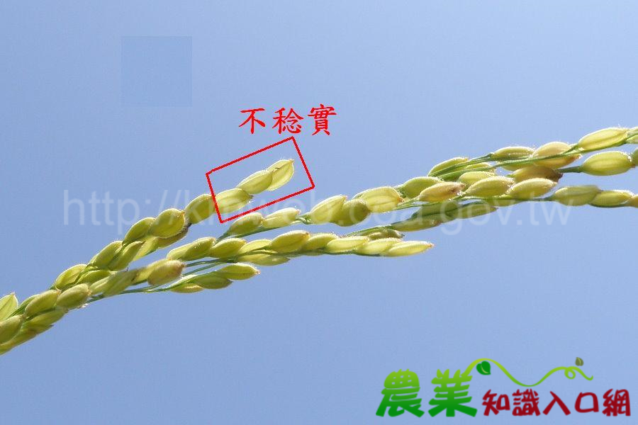 一期稻作避免早植，減少低溫冷害發生
