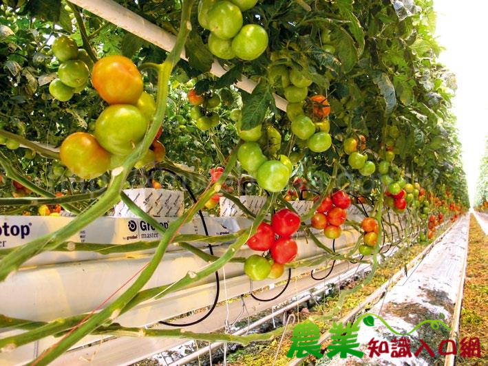 荷蘭設施番茄生產微氣候控制策略