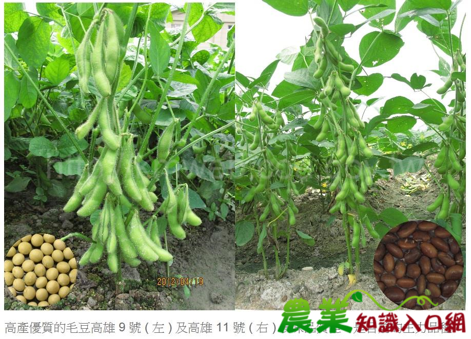 正港ㄟ台灣綠金～毛豆產品外銷突破7,600萬美元創新高