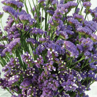 耐熱花卉新品種—水晶花「晶鑽」及星辰花「紫后」問世