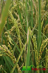 水稻白葉枯病發生適期， 臺南區農改場籲注意病害防治