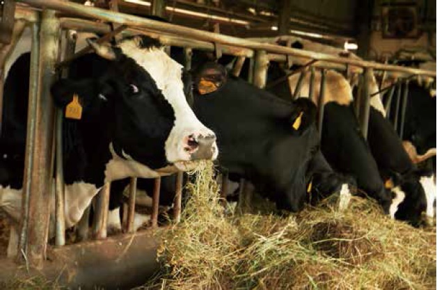 酪農對乾乳牛之飼養管理- 農業知識入口網