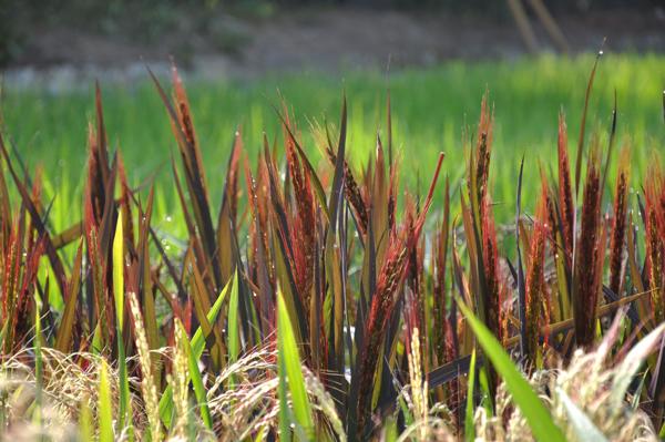 「彩色稻育成研究成果發表會」　展現色彩爭奇鬥豔的多樣稻種，讓大家驚讚最新奇的稻種世界