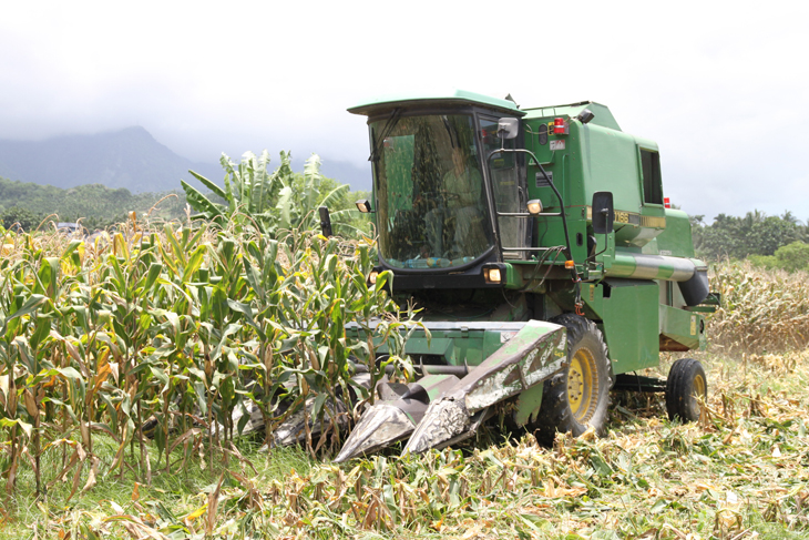 硬質玉米機械採收-活化農地省時又省工