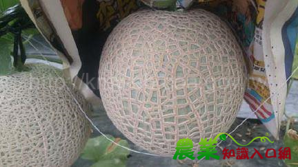 洋香瓜新品種高雄2 號－橘后冬季試作 屏東長治得天獨厚