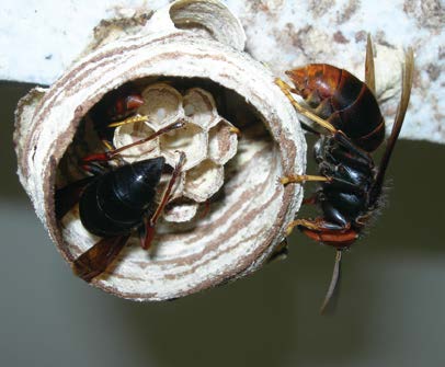 認識虎頭蜂及其生態習性