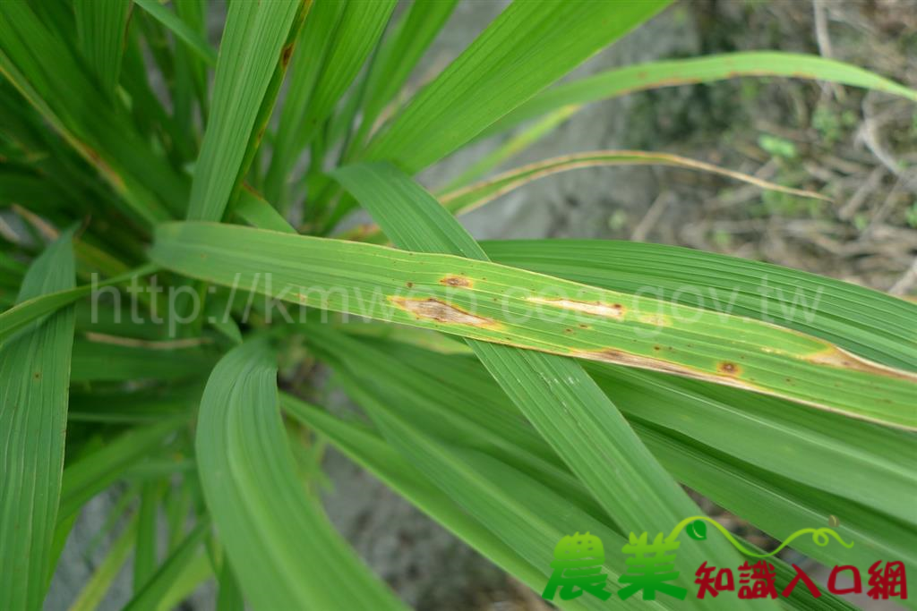 清明時節氣候多變，籲請農友提早預防水稻葉稻熱病