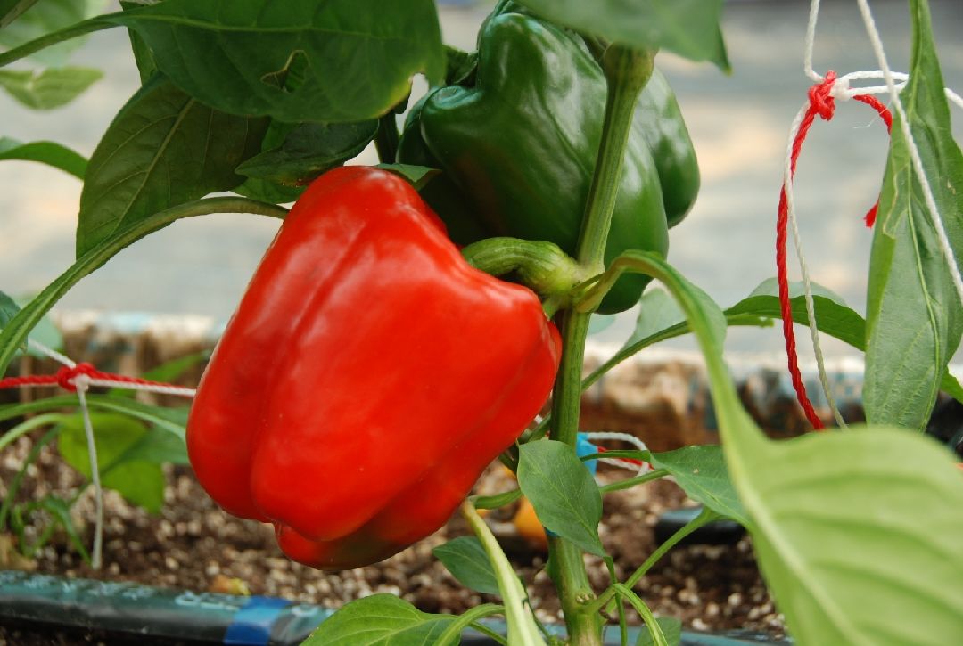 五彩鮮艷的營養蔬果 --- 彩色甜椒
