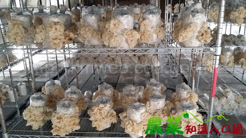 農試所研發水簾溫室栽培菇類技術，有效提升菇類品質與產量