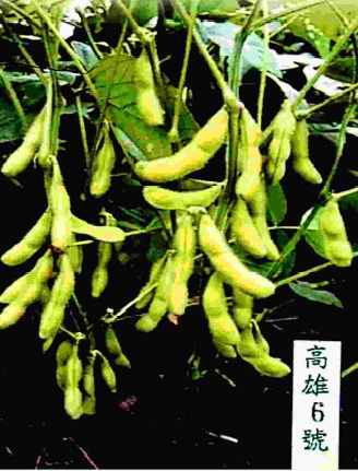 豐年-毛豆新品種高雄6號