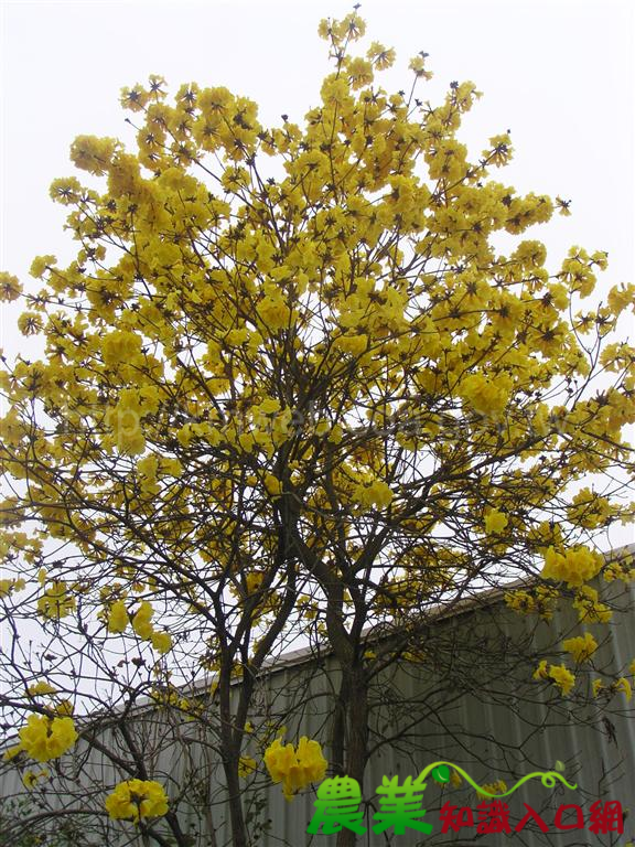 春天繽紛浪漫的邂逅 --- 黃花風鈴木