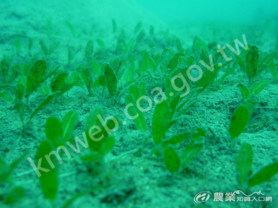 毛葉鹽藻生態照