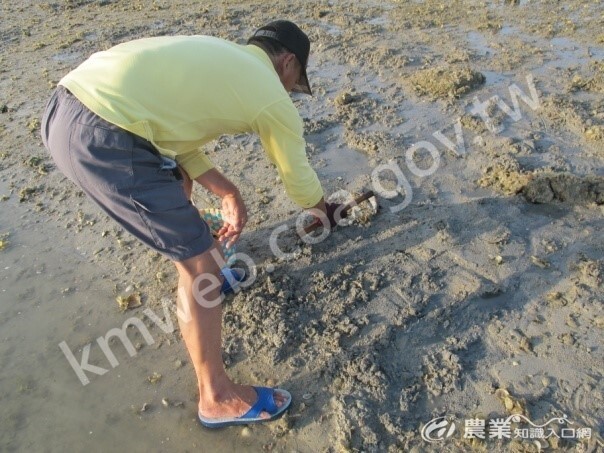 以扒具採拾貝殼，使得海草床大量被刮除流失。