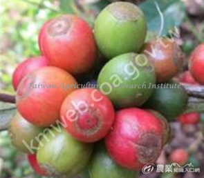 卡杜拉紅色品種咖啡果實