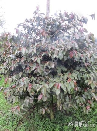 成熟期咖啡樹2