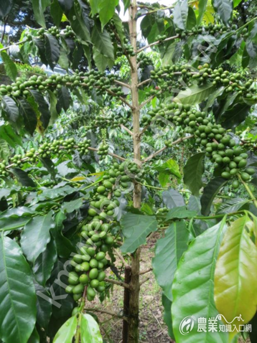 新植的咖啡樹結果枝可以生產良好的果實數量