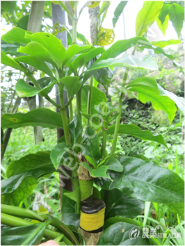 咖啡樹以嫁接或靠接方式進行品種繁殖更新工作2