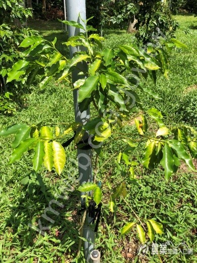 田間咖啡樹出現營養元素缺乏徵狀