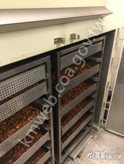 烘箱與高架床架可以協助咖啡生豆乾燥降低水分的應用1_