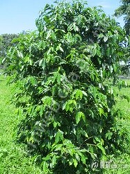 成熟期咖啡樹1