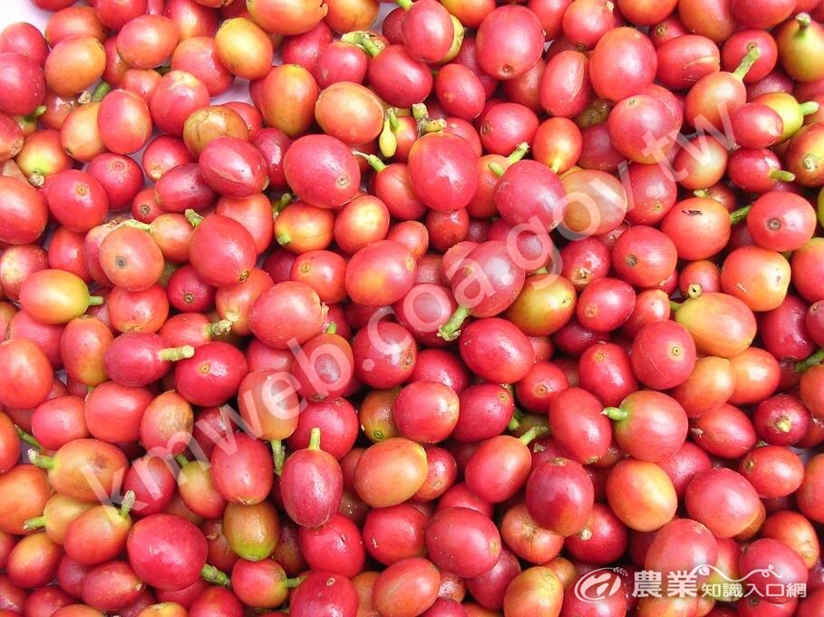 咖啡樹採收的紅熟咖啡櫻桃果實