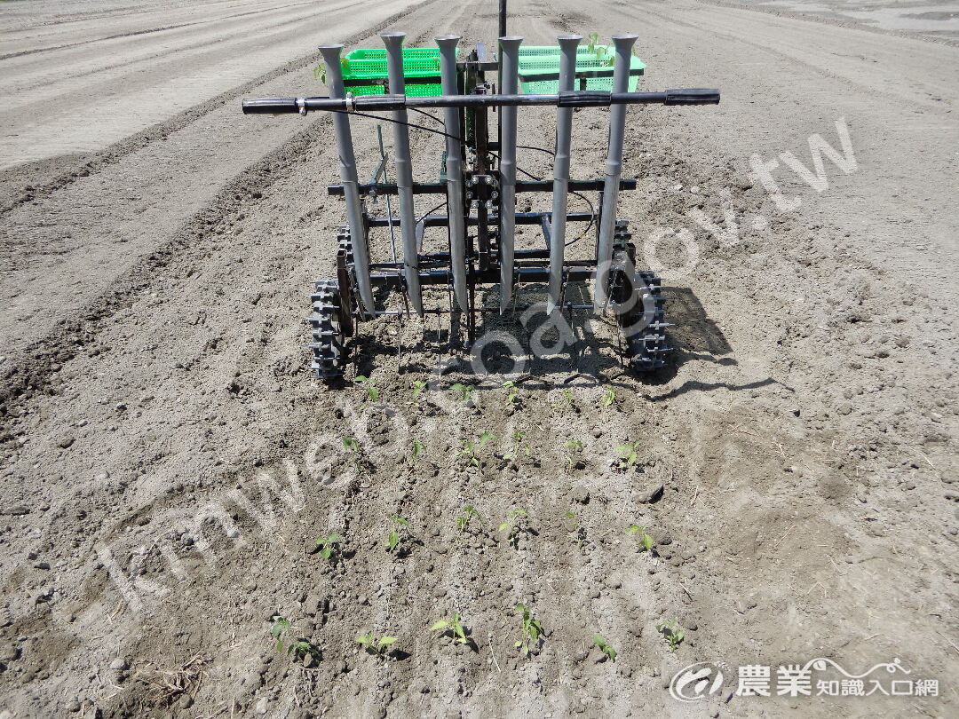 高雄區農業改良場開發之手推式多行蔬菜移植機