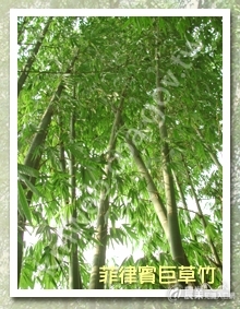 3-1-菲律賓巨草竹