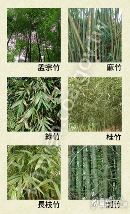 六大竹種