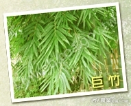 2-1-巨竹