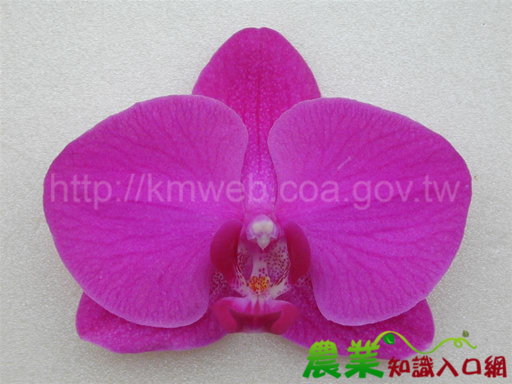 蝴蝶蘭品種-SOGOF574