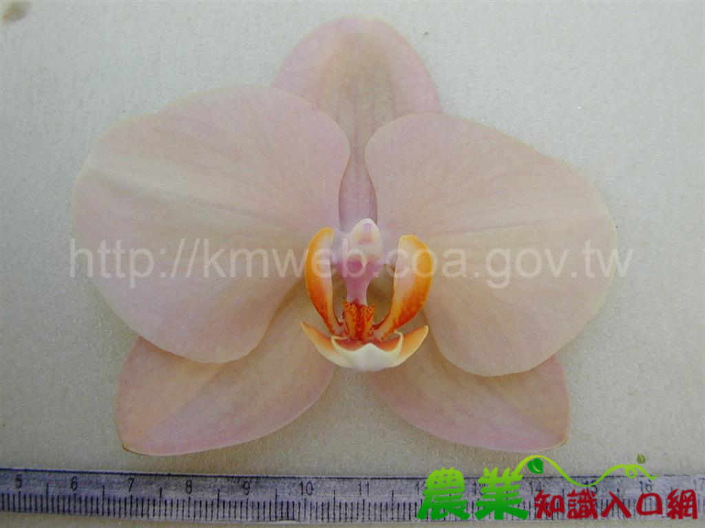 蝴蝶蘭品種-世芥F1047