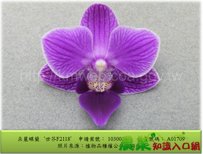 103年朵麗蝶蘭品種權申請案-世芥F2118(1030010)(存續中) 