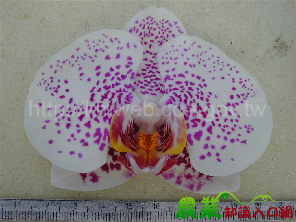 蝴蝶蘭品種-世芥F611