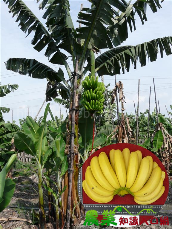 香蕉新品種「新北蕉」簡介