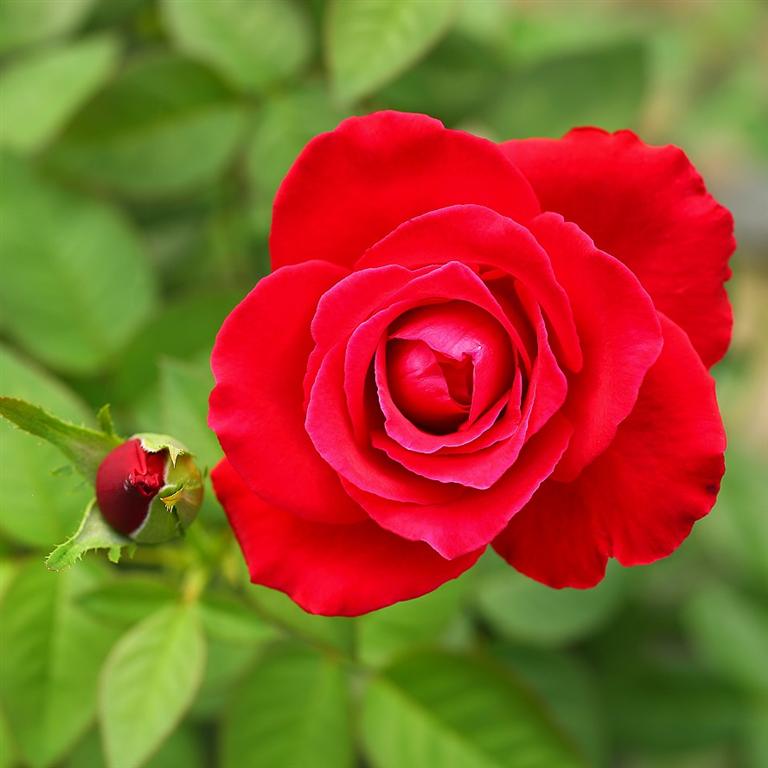 有機玫瑰．「蜜妮」品種
