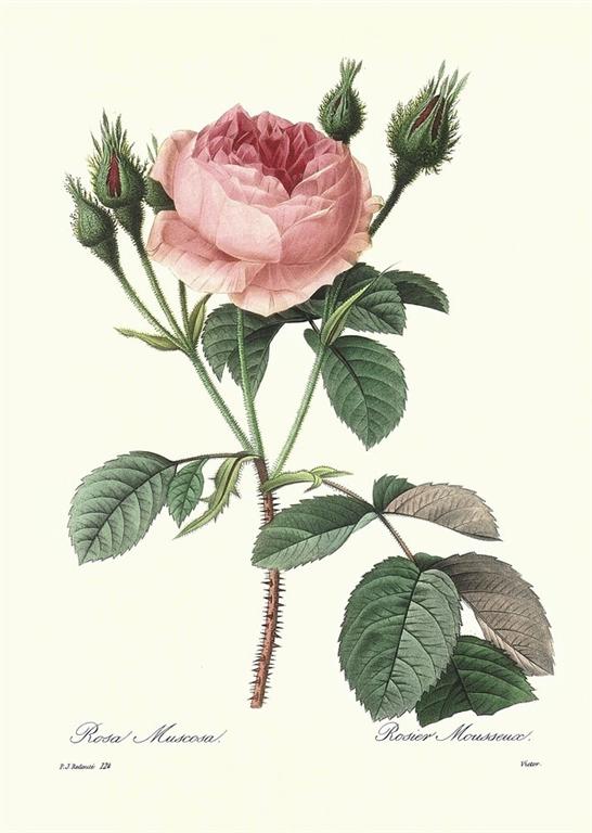 雷杜德．玫瑰古典畫