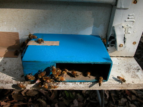 蜜蜂攜帶花粉授粉