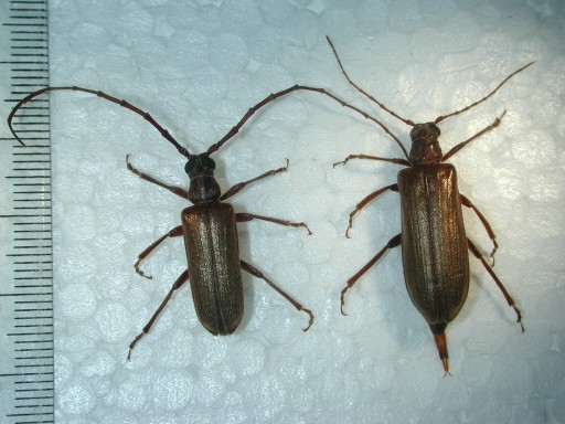 （九）、柑橘窄胸天牛《longhorn beetle》