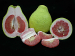 麻豆紅柚