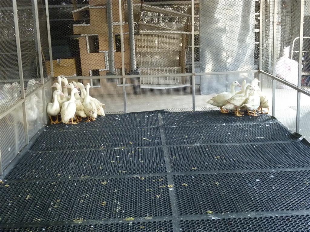 10週齡土番鴨飼養於橡膠止滑床面