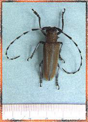 桑樹蟲害--桑天牛Mulberry long-horned beetle