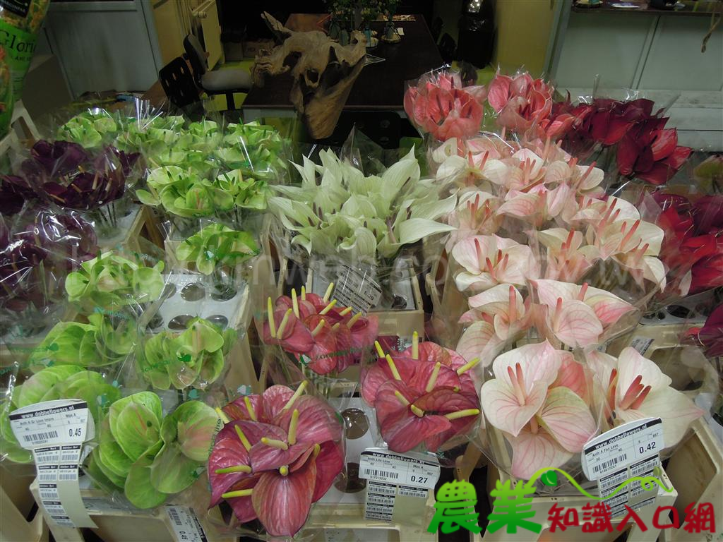 2015荷蘭FloraHolland花卉拍賣市場