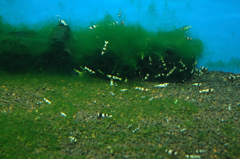 缸中藻類大量出現的危機